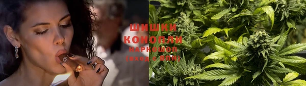 прущие грибы Богданович